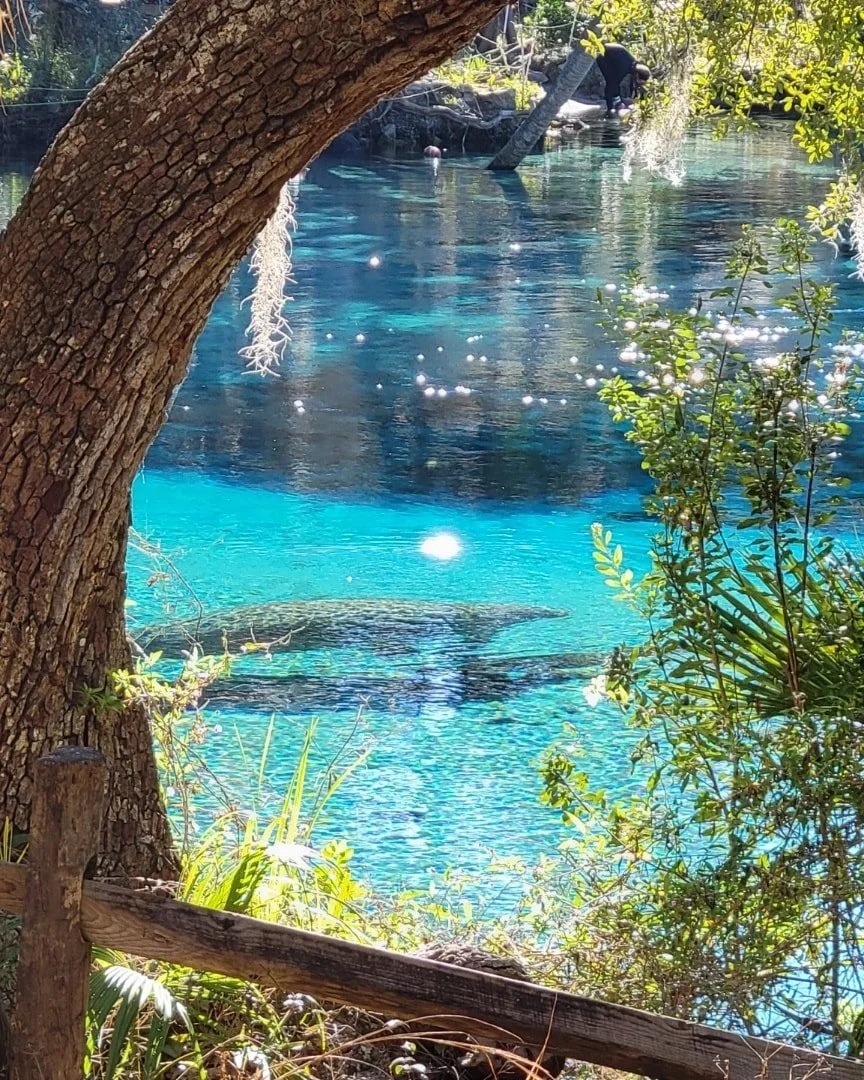 Silver Glen Springs Recreation Area — Naventure